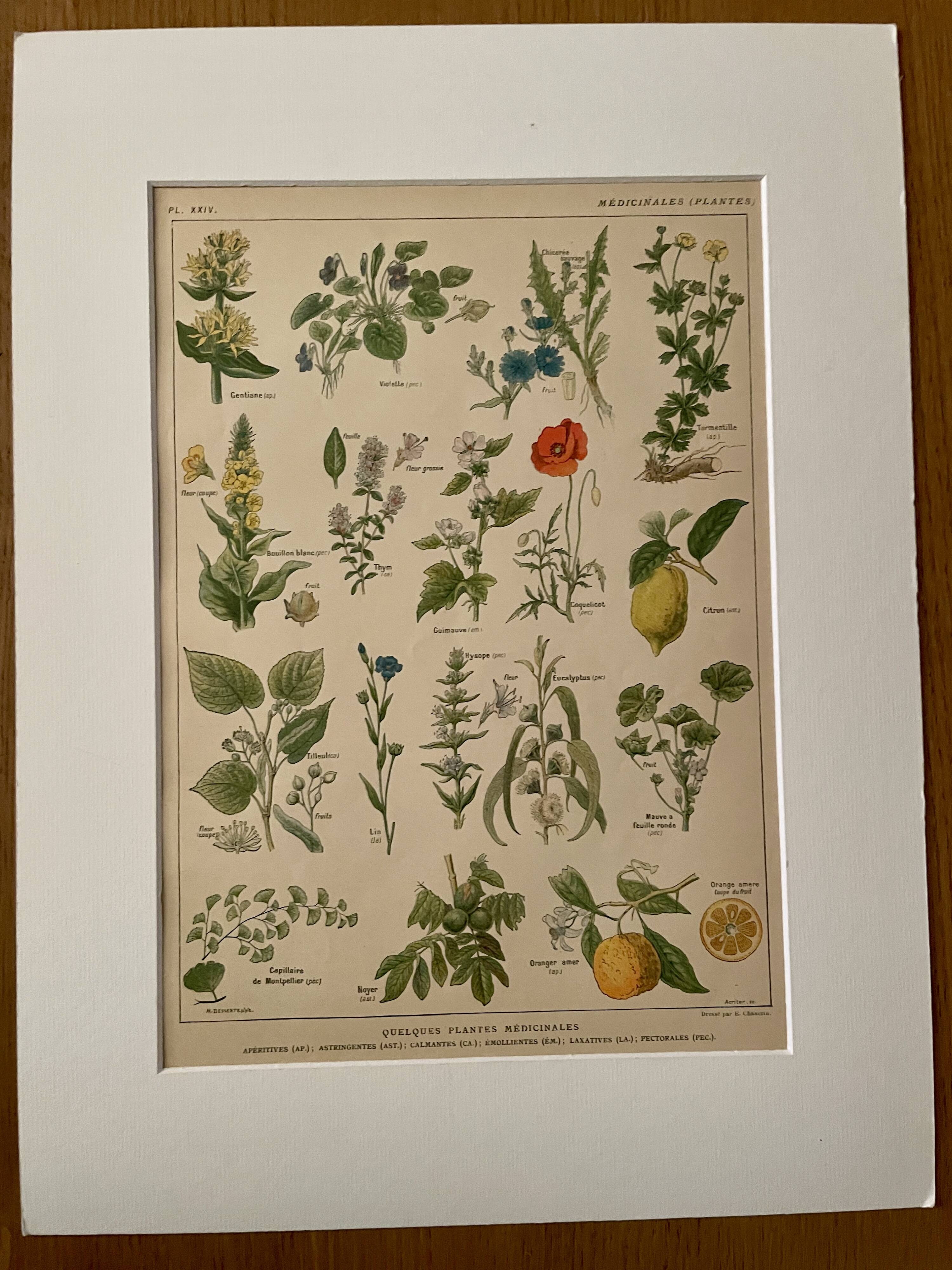 Lithograph medicinal plants (XXIV) - 1920