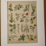 Lithograph medicinal plants (XXIV) - 1920