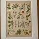 Lithograph medicinal plants (XXIV) - 1920