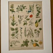 Lithograph medicinal plants (XXIV) - 1920