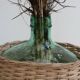 Glass and wicker demijohn