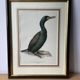 Frames illustrations birds