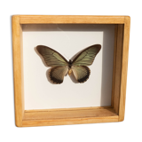 Papillon naturalisé