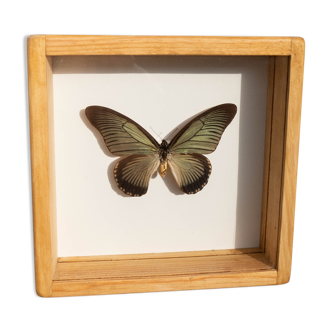 Papillon naturalisé