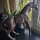 Old leather horse toy