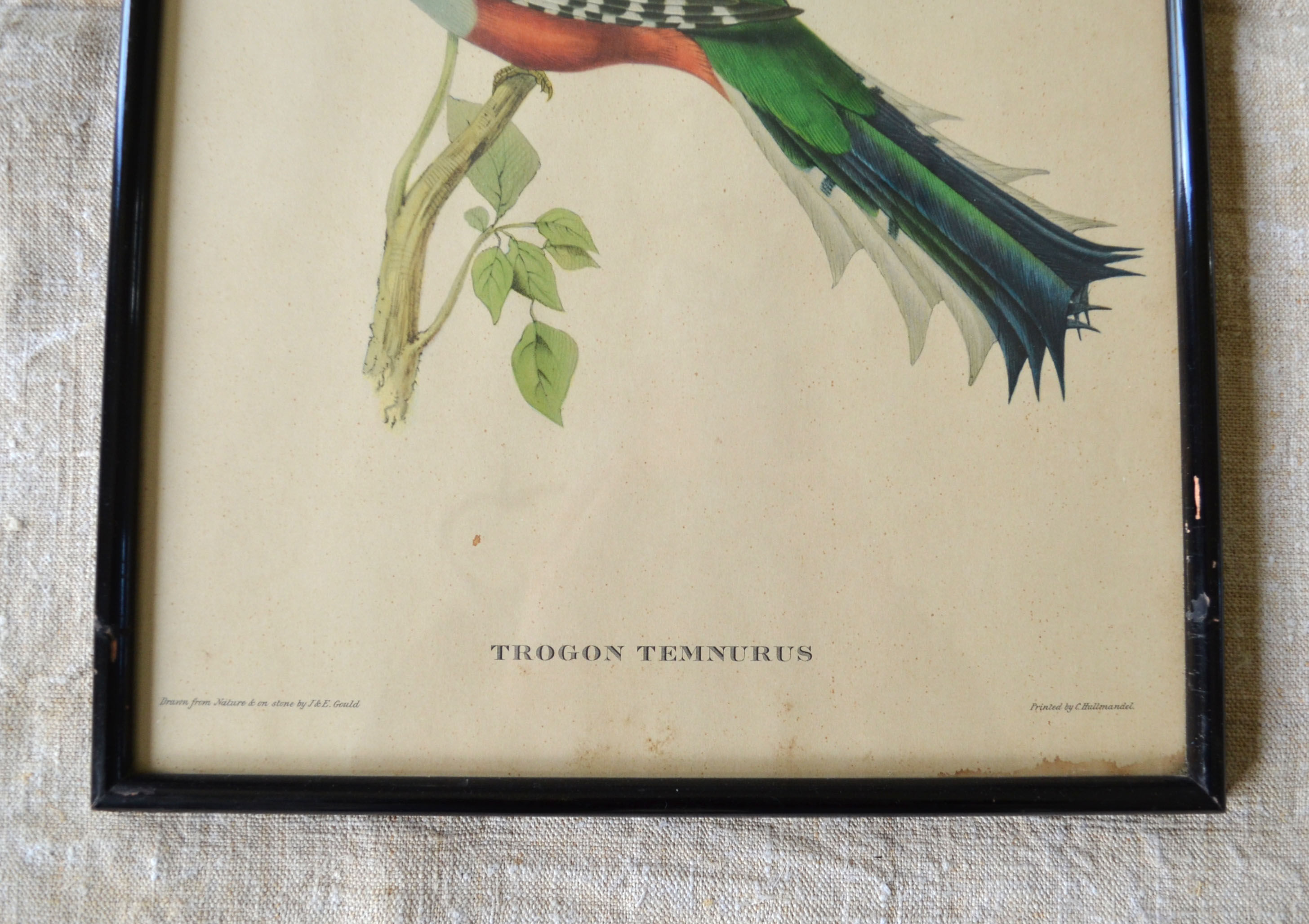 4 reproductions of naturalistic engravings exotic birds