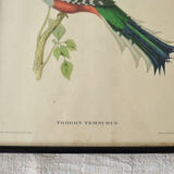 4 reproductions of naturalistic engravings exotic birds
