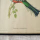 4 reproductions of naturalistic engravings exotic birds