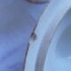 Tureen
