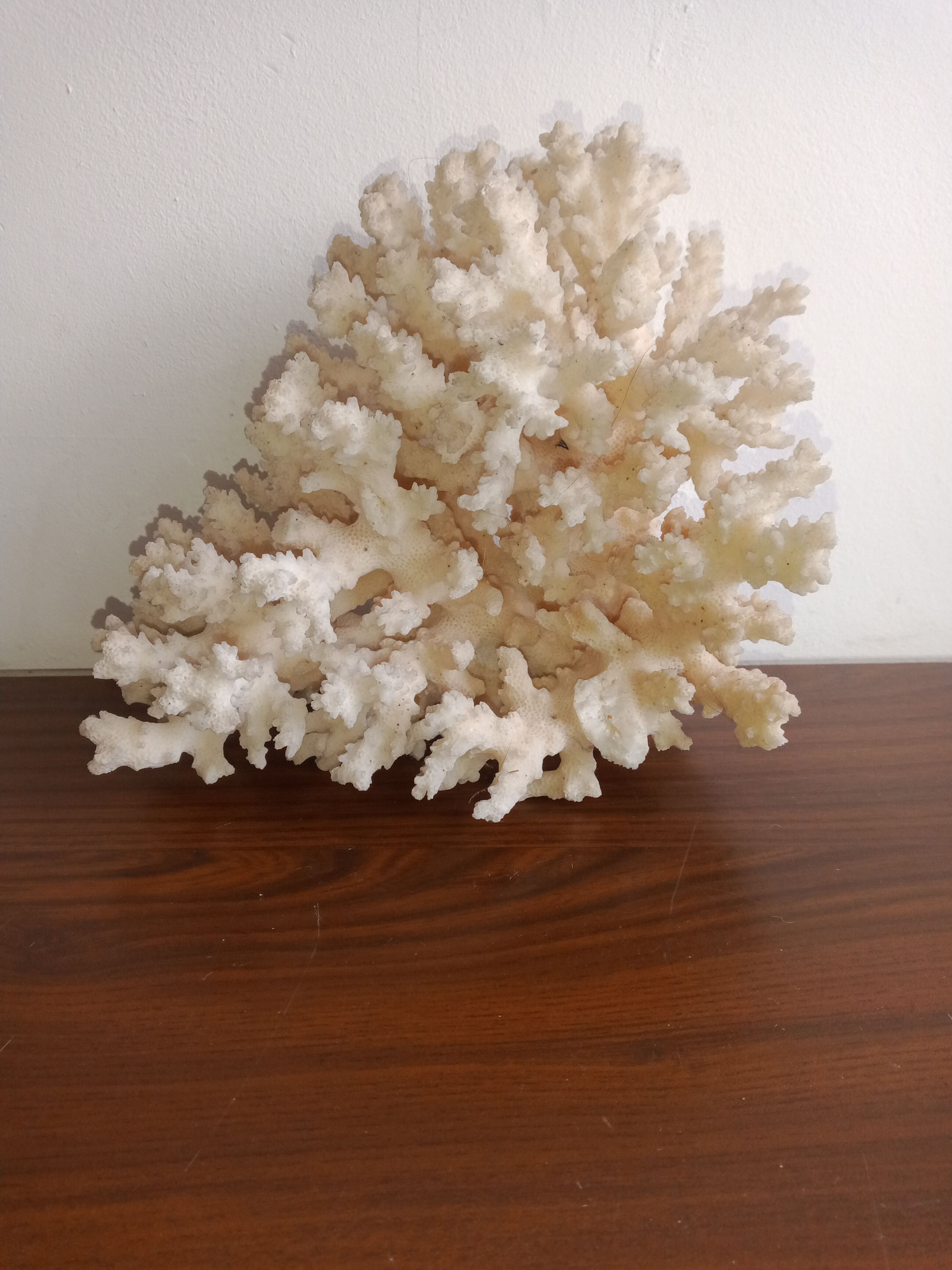 White coral