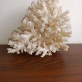 Corail blanc