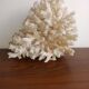 White coral