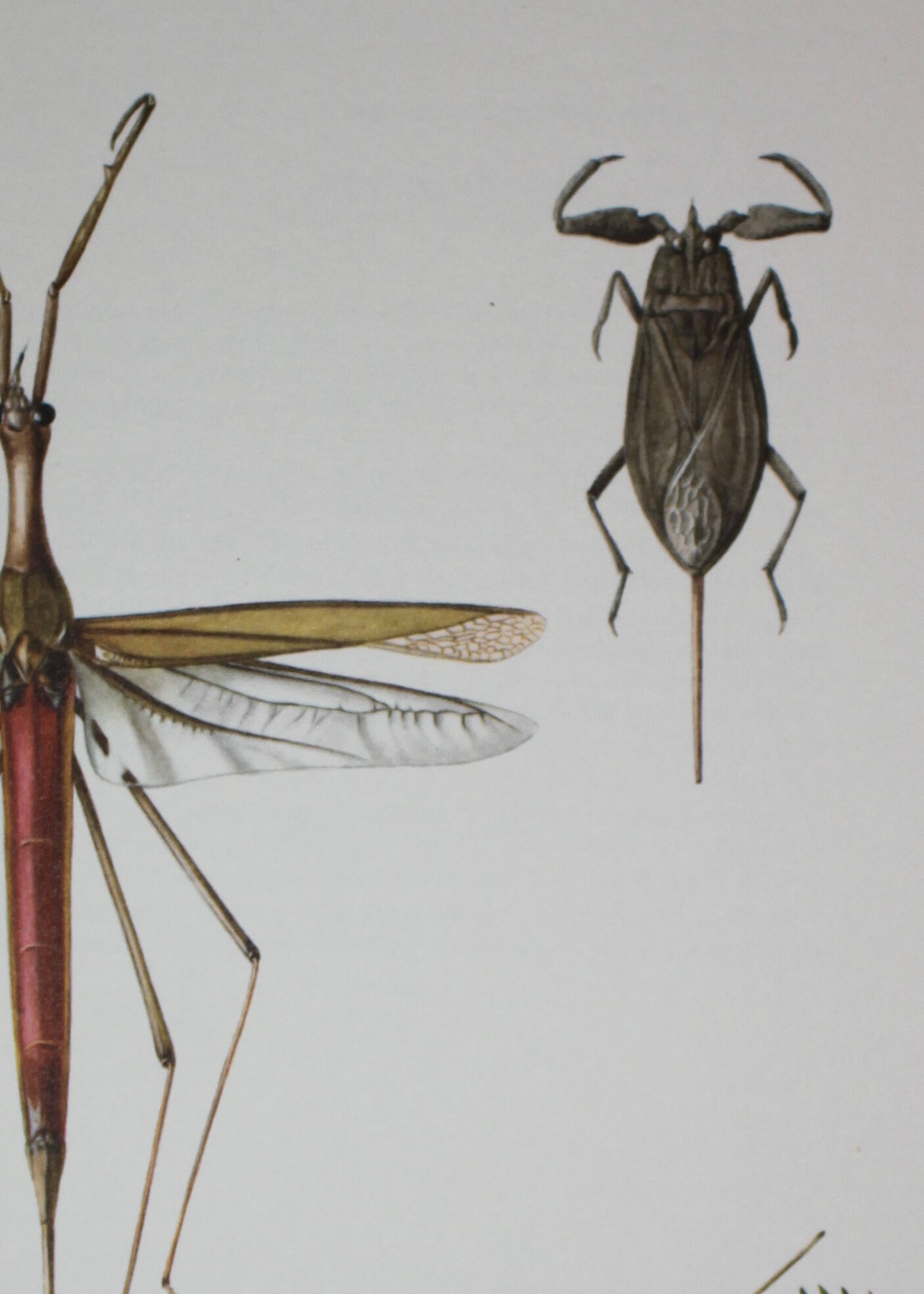 Ranatre and ashy nepe| 1961 | Insect Heteroptera| Original pedagogical board| Entomology