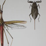 Ranatre and ashy nepe| 1961 | Insect Heteroptera| Original pedagogical board| Entomology