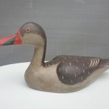 Painted wood-billed red-billed duck
