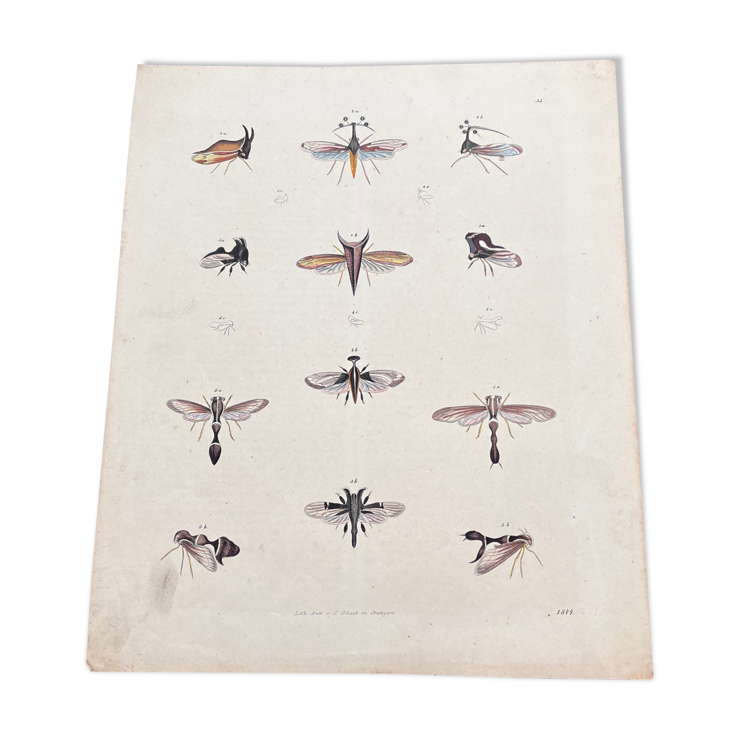 Poster (lithograph) flying insects