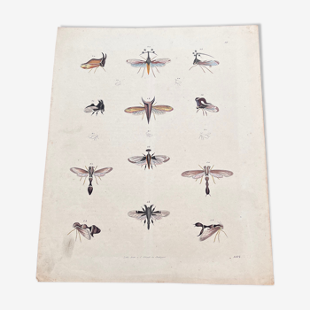 Affiche (lithographie) insectes volants