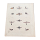 Affiche (lithographie) insectes volants