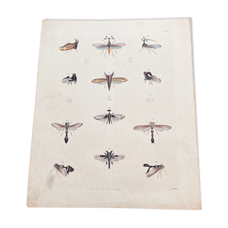 Poster (lithograph) flying insects
