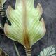 giant painted sheet metal wall lamp Murano glass plant leaf 105 cm