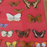 Framed butterflies