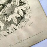 Gravure ancienne 1849 - Toucan par E.Travies. Lithographie iconique vintage