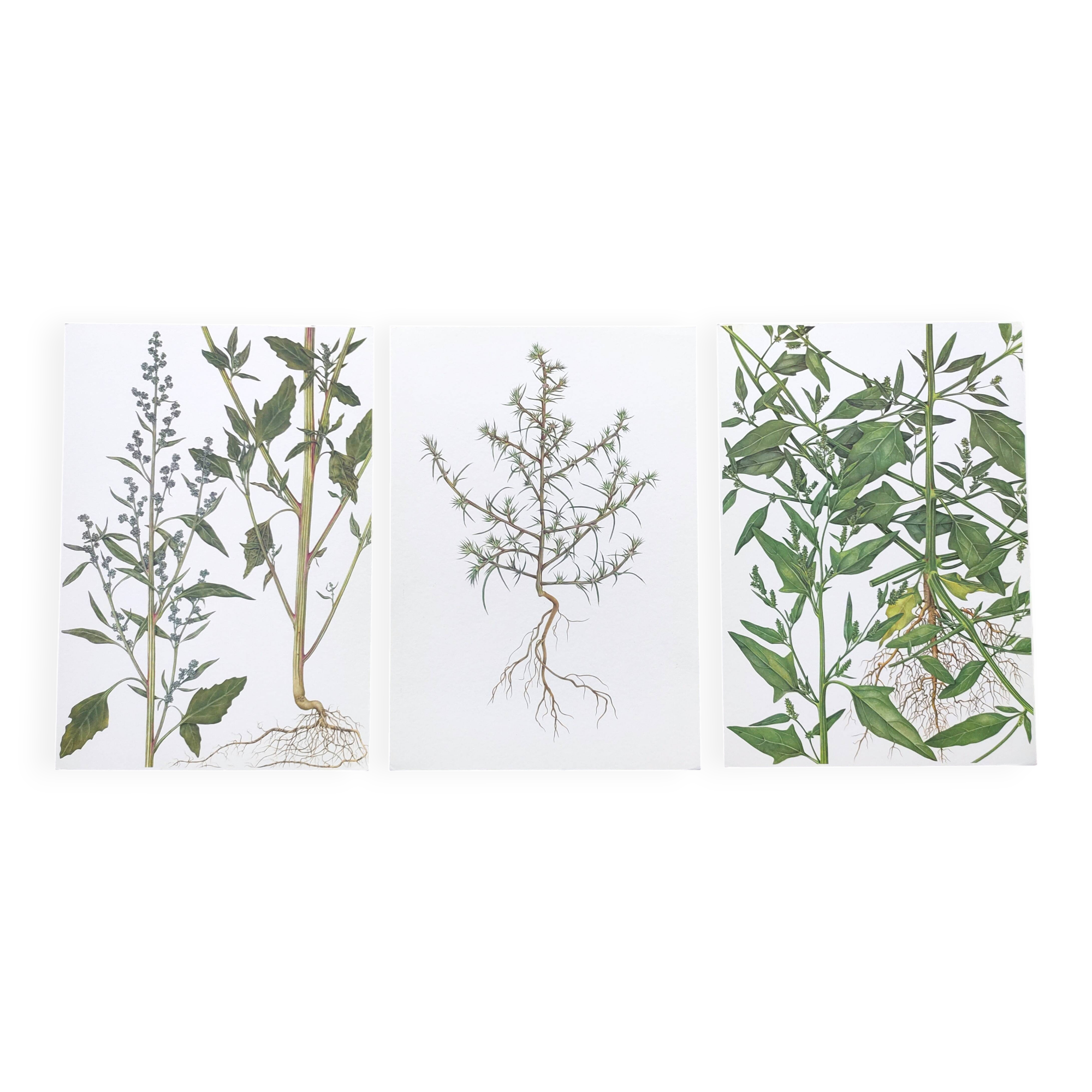 3 vintage botanical plates from 1978 - Spreading orach. Nature plant set