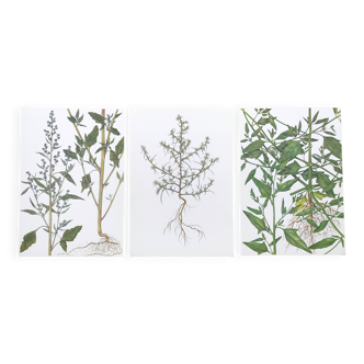 3 planches botaniques vintage de 1978 - Arroche étalée. Lot nature plante