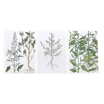 3 vintage botanical plates from 1978 - Spreading orach. Nature plant set