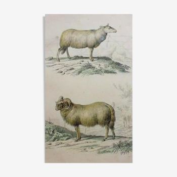 Gravure Buffon XIX Eme belier mouton campagne elevage nature shabby chic rustique ferme