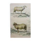 Engraving Buffon XIX Eme belier sheep countryside breeding plain shabby rustic chic farm