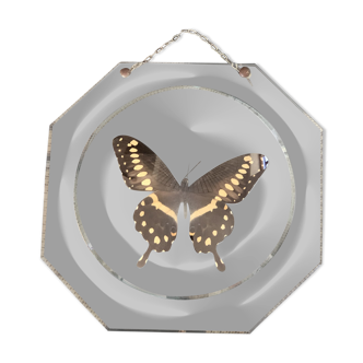 Naturalized vintage butterfly under glass globe