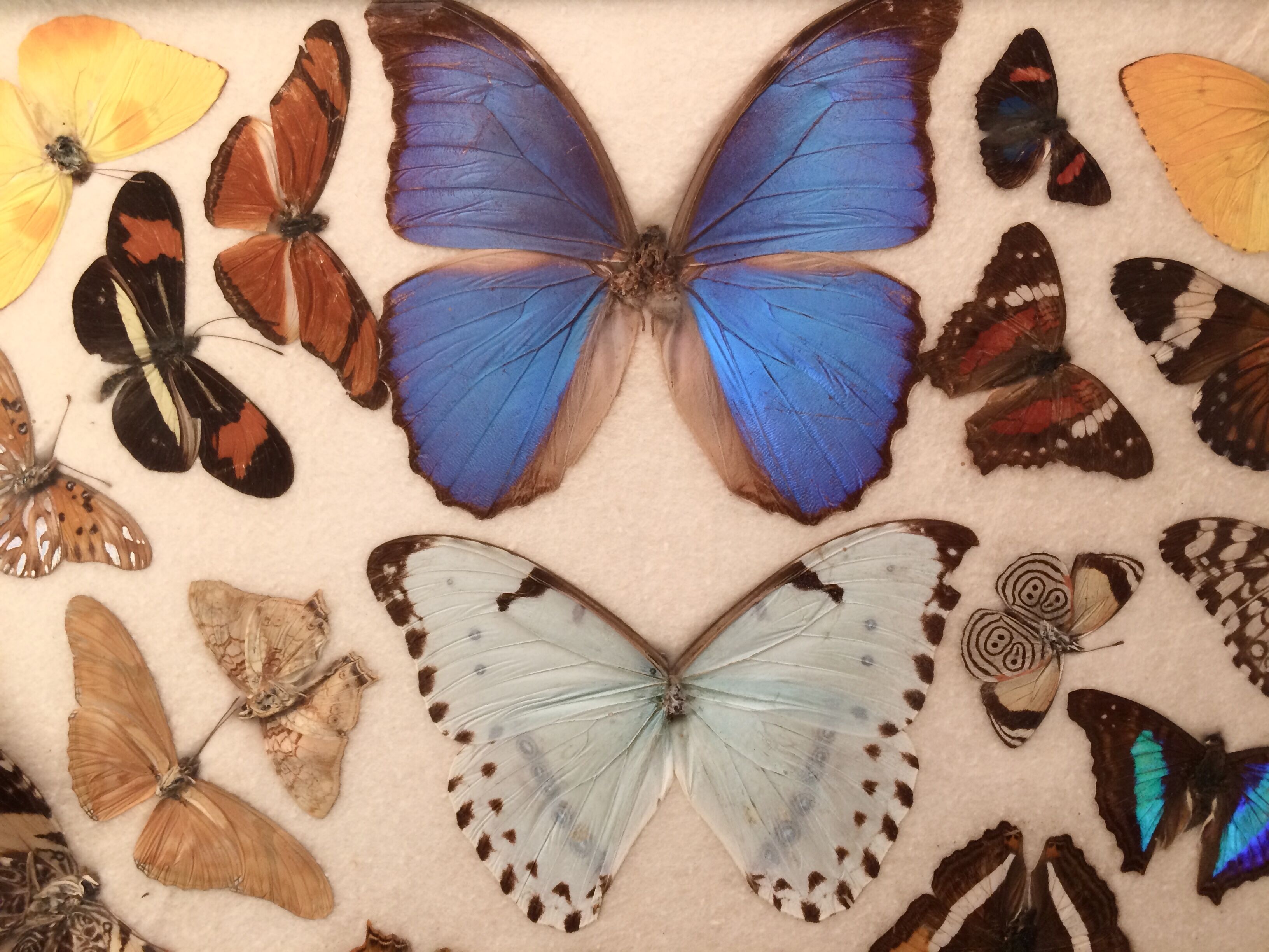 Real butterfly tray, 1940s