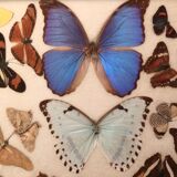 Real butterfly tray, 1940s