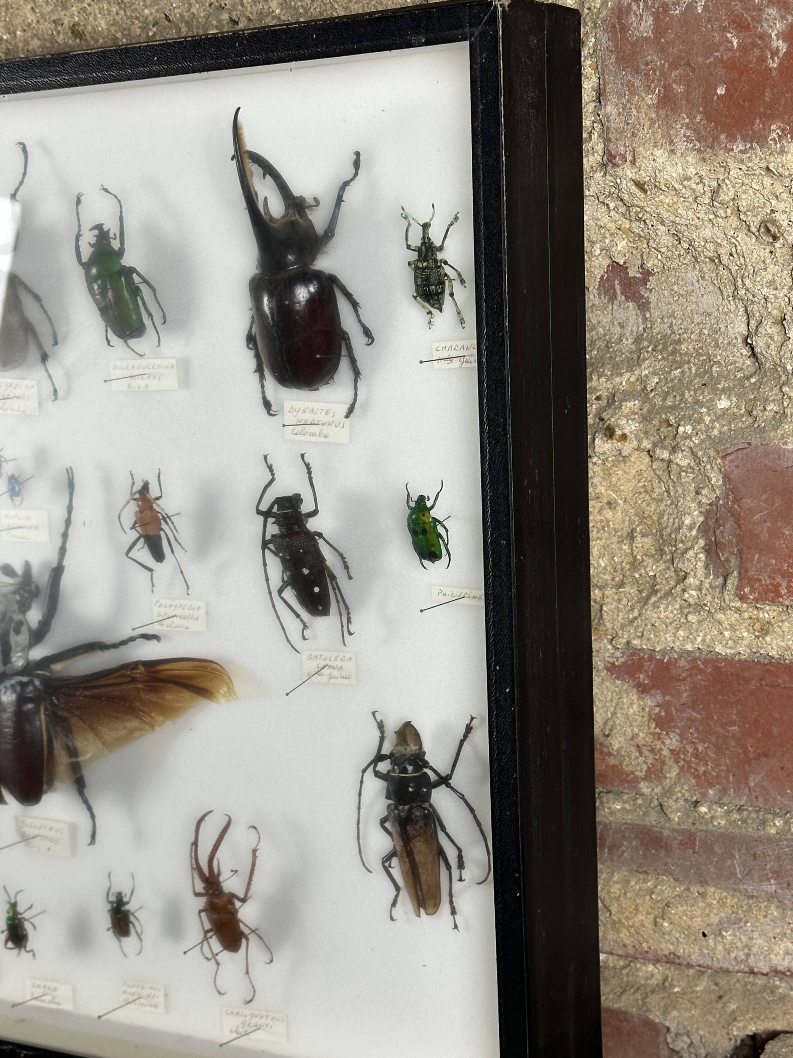 Old entomological insect frame 21 species