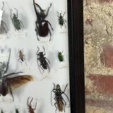 Old entomological insect frame 21 species