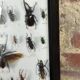 Old entomological insect frame 21 species