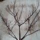 Herbarium cut dish