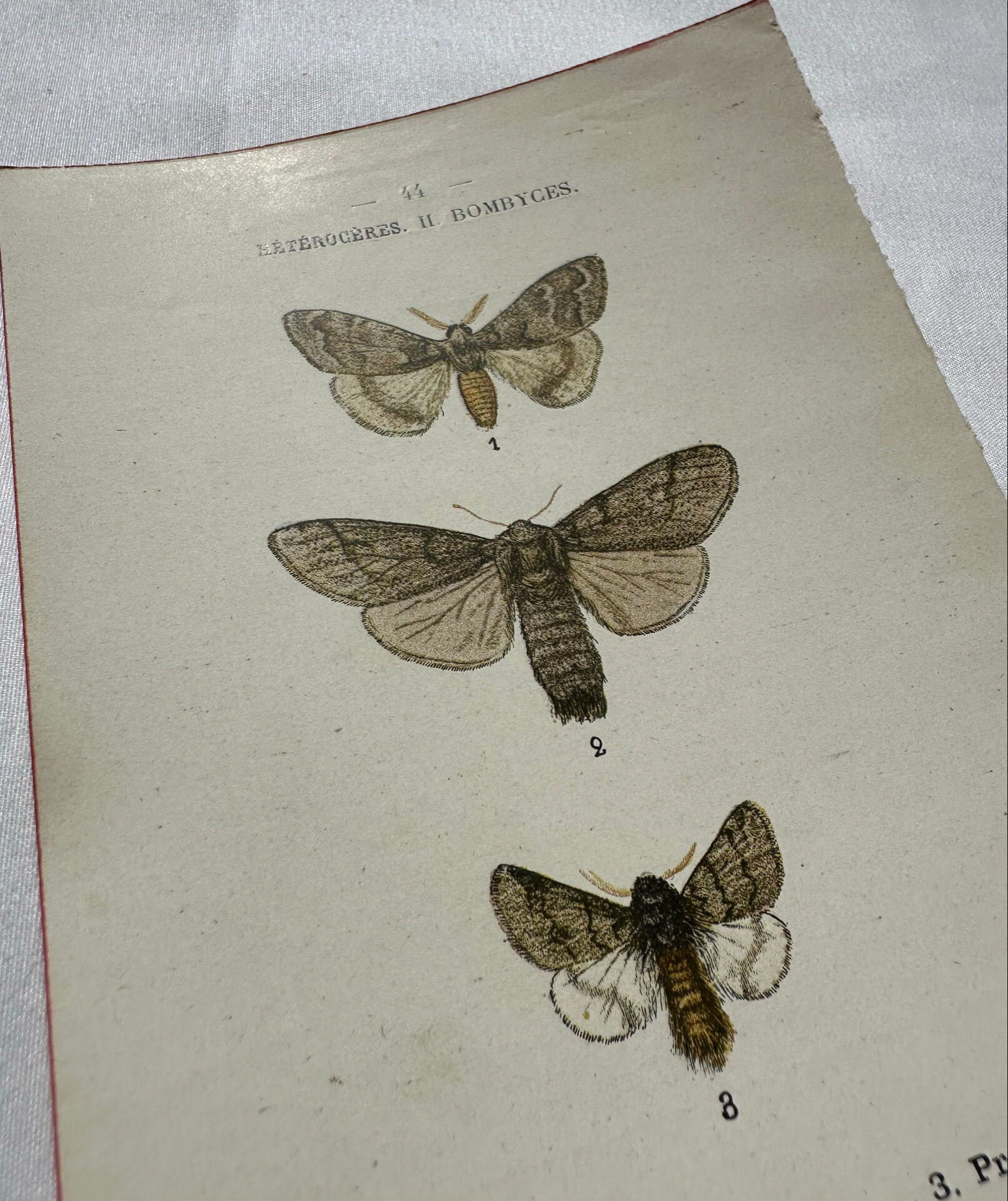 Botanical Plate 1800 Old naturalist engraving 19th century double-sided