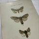Botanical Plate 1800 Old naturalist engraving 19th century double-sided