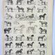 Old engraving 1898, Horses, breed, anatomy, race • Original and vintage lithograph