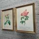 Pair of gilded wooden botanical frames from the 70s