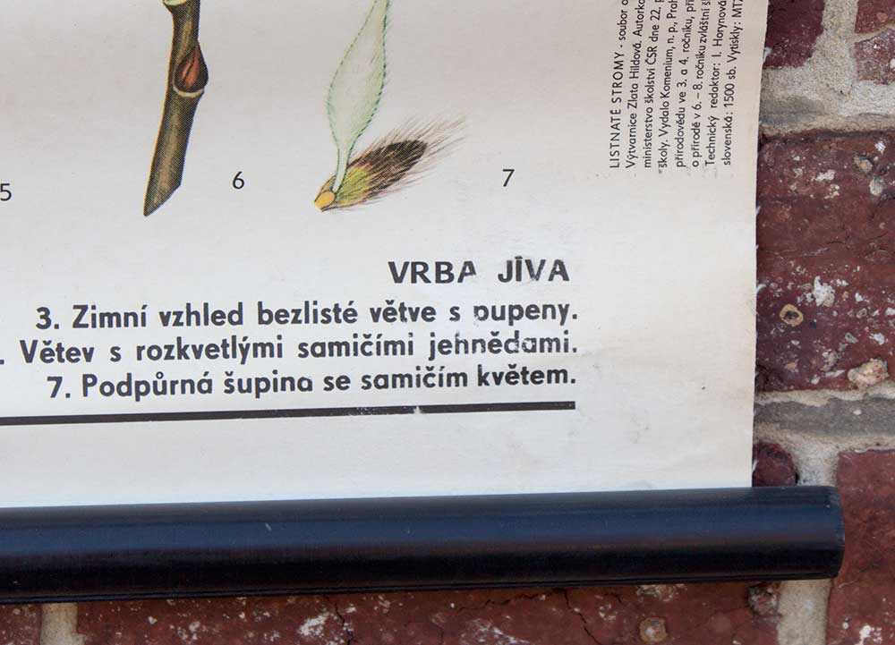 Old botanical school map willow marsault tree