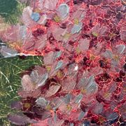 Large oil on canvas bouquet of lilacs signed by a. struciński poland, mid-20th century
