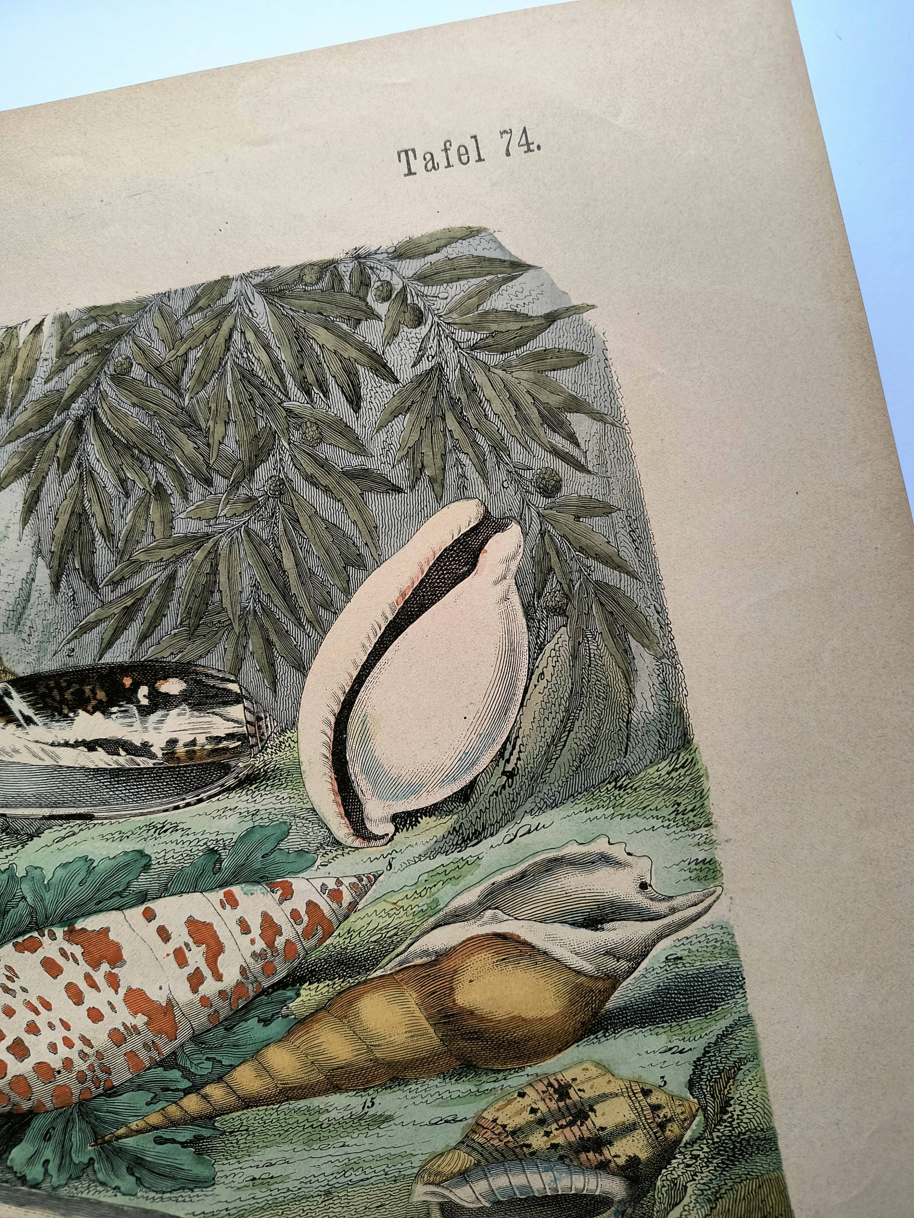 Old engraving from 1886. Shells and molluscs (2) Sea, beach and ocean.