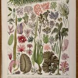 Lithograph on algae - 1930