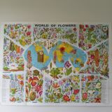 Poster map of the flowers of the world