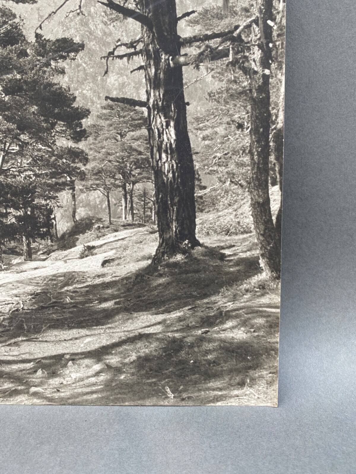 Silver gelatin photograph by Bernard Darot, Undergrowth, 20th century