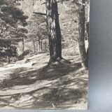 Silver gelatin photograph by Bernard Darot, Undergrowth, 20th century