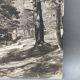 Silver gelatin photograph by Bernard Darot, Undergrowth, 20th century